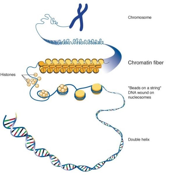 The Structure and Function of Chromatin
