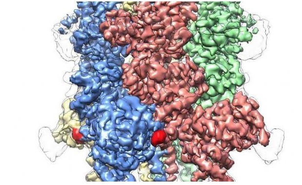 TRPM4 Protein
