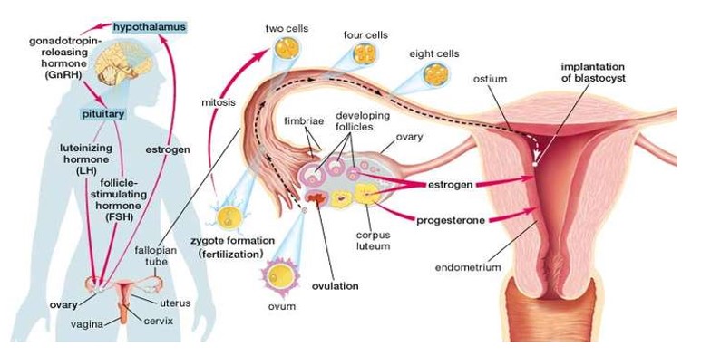 varicoză și estrogen procedura de limfatic și varicoză