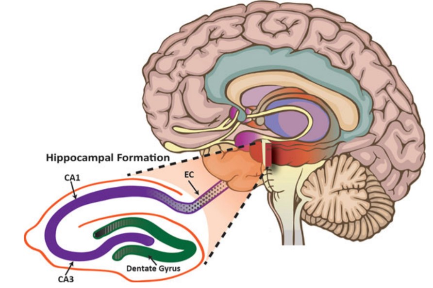 What is Hippocampus?