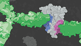 Lp-PLA2 Antibody Pair