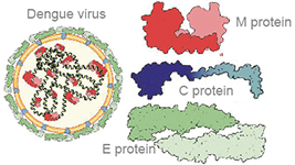 Purified DENV Antigens