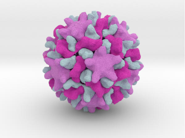 Introduction to the carnations virus Creative Diagnostics