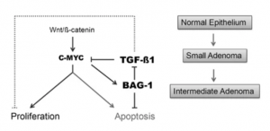 Inhibition of Key Cytokine Tgf-beta in Colorectal Tumors - Creative ...