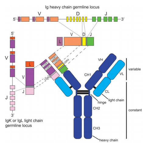 se glide økologisk Antibody Heavy and Light Chains - Creative Diagnostics