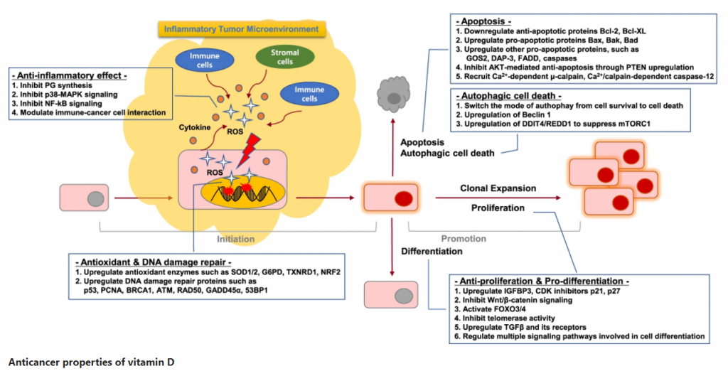The Role of Vitamin D in Antitumor II Creative Diagnostics