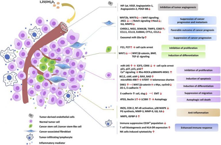 The Role of Vitamin D in Antitumor I Creative Diagnostics