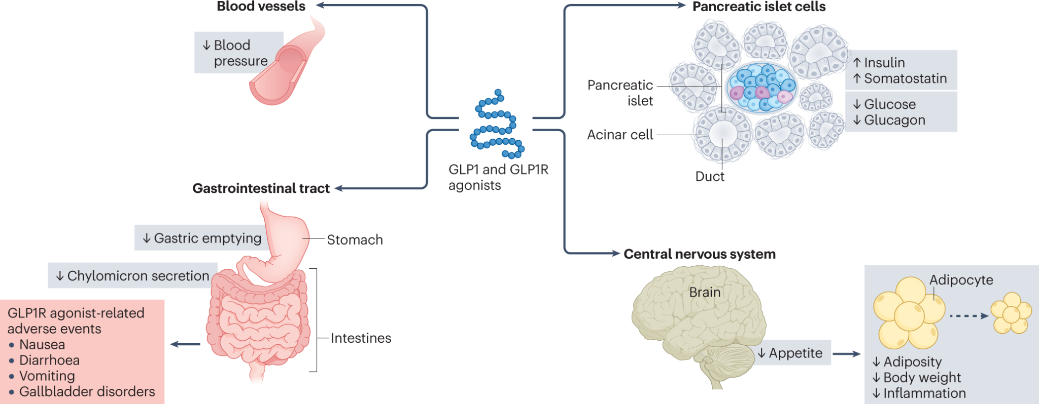 View of Effects of Glucagon-Like Peptide-1 Receptor Agonists on Diabetic ...