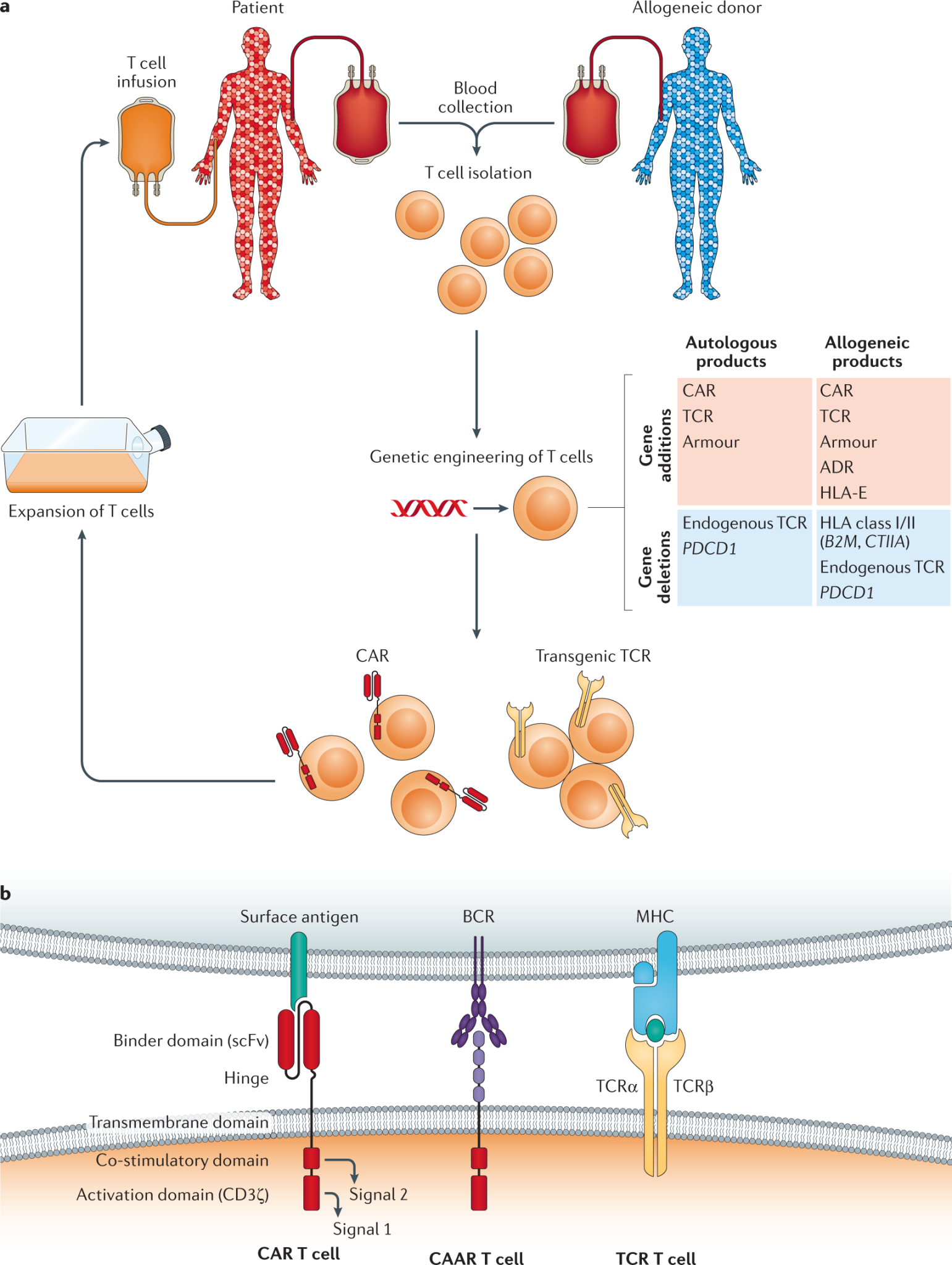 Research on Genetically Engineered Drug Host Cell Proteins - Creative ...