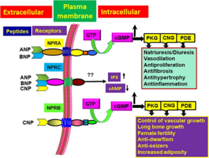 The Wonderful Relationship between Atrial Natriuretic Peptide and ...