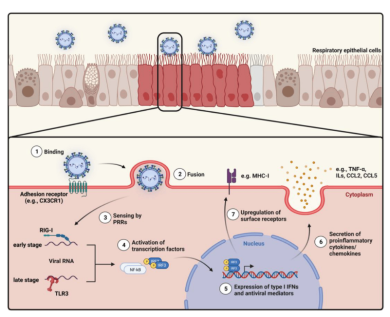 Unraveling the Mystery of Respiratory Syncytial Virus Immune ...