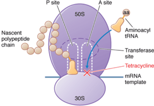 A Wide Variety Tetracyclines Antibodies, Antigens and Immunoassay Kits