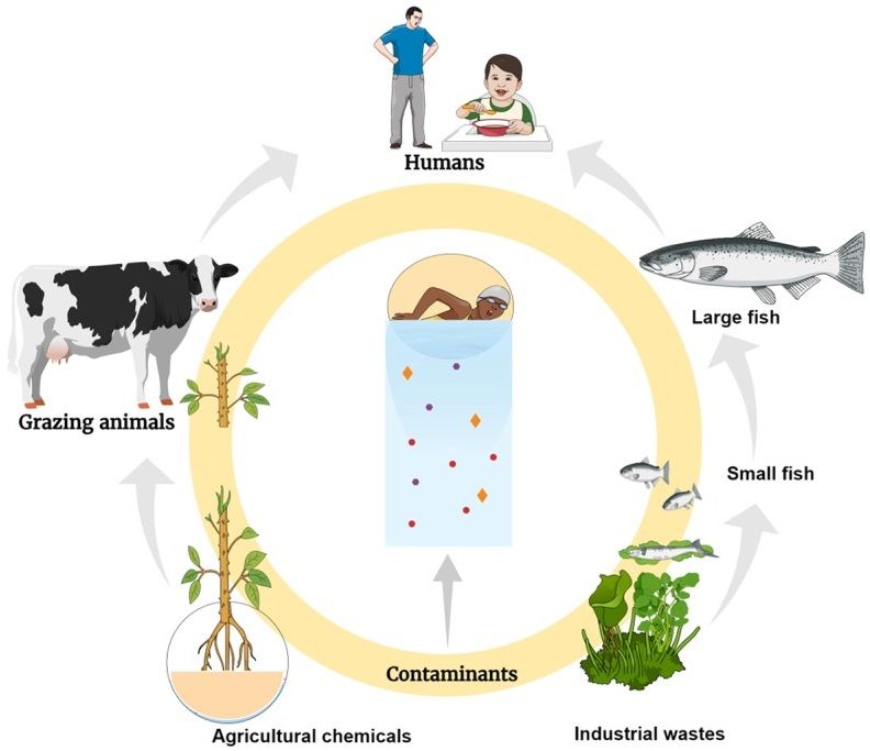 Contaminants Test Reagents Creative Diagnostics