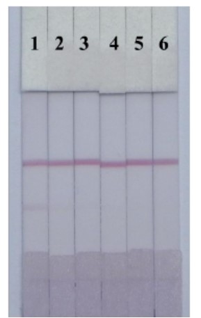 Tricaine Screen Test - Creative Diagnostics