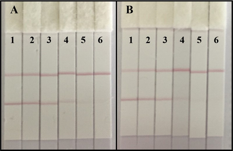 Screen Test Creative Diagnostics