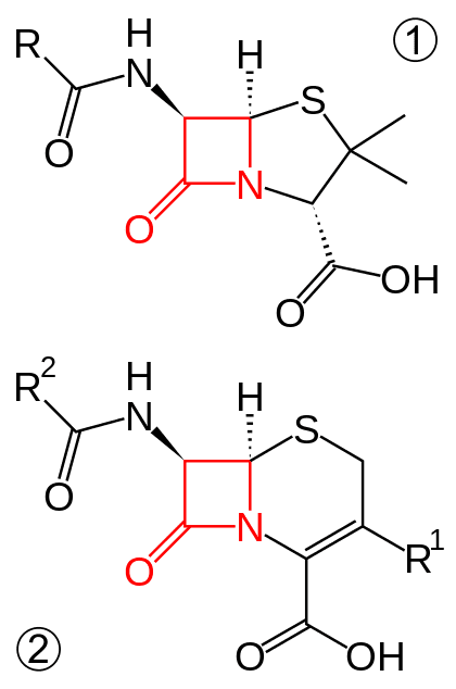 Core structure of penicillins (top) and cephalosporins (bottom). β-lactam ring in red