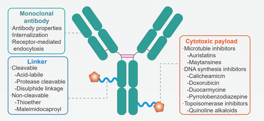 Antibody Drug Conjugates (ADCs)