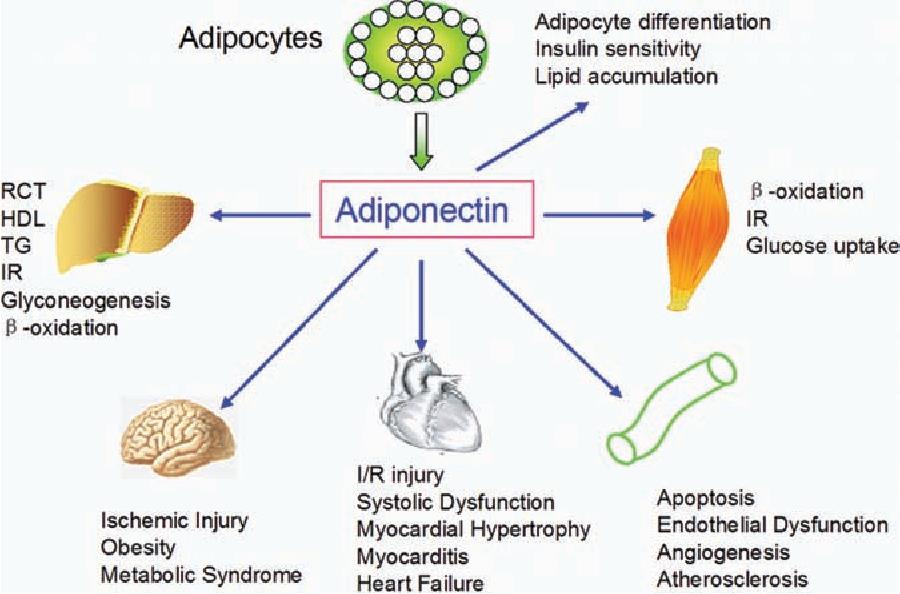 Adipocytokine Signaling Pathway