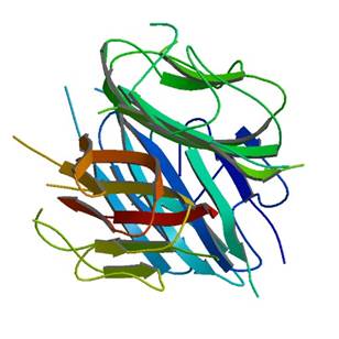 adiponectin is a special protein with a variety of biological effects, which is secreted by adipocytes.