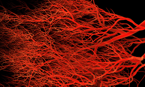 Angiogenesis Signaling Pathway