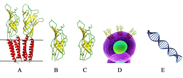 Antibody Development against Membrane Protein