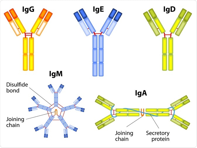 Antibody Structure and Function