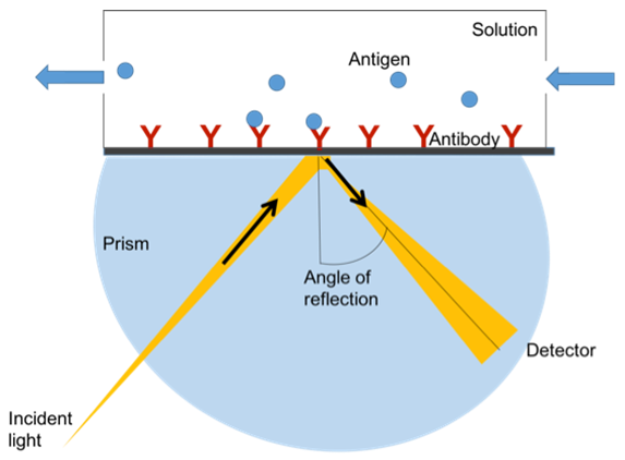 Determination of antibody affinity by Surface Plasmon Resonance (SPR).