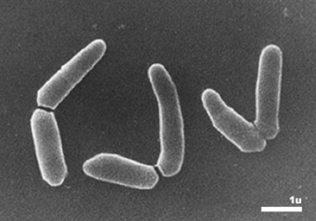 Arthrobacter Globiformis