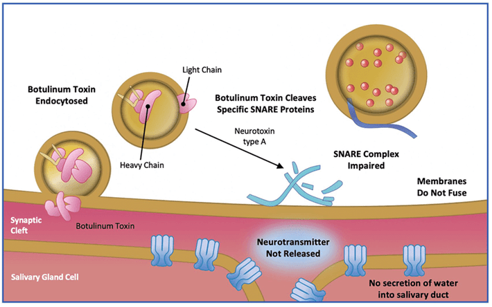 Mechanism of action of botulinum toxin type A