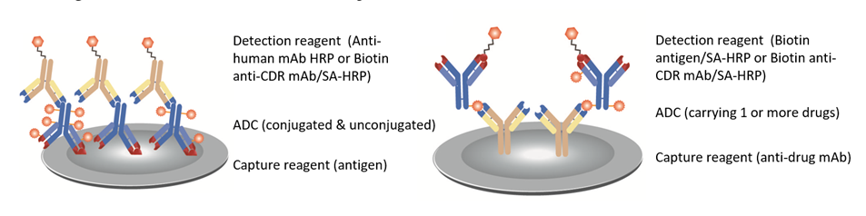 Bioanalysis of Antibody Drug Conjugates