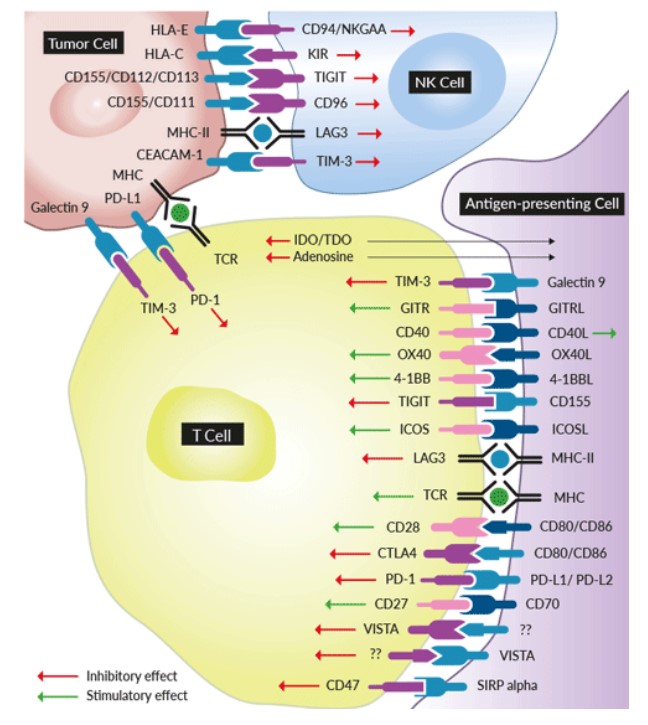 Multiple co-inhibitory and co-stimulatory immune checkpoint signaling