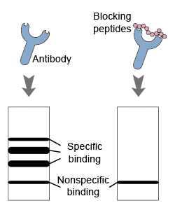 Blocking Peptides