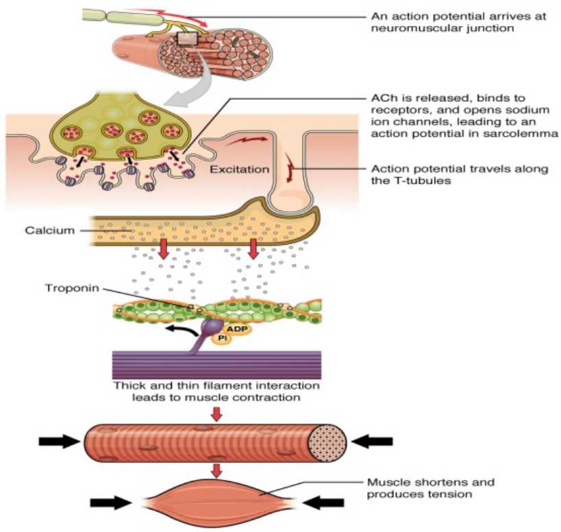 Cardiovascular and Signal Transduction Creative Diagnostics