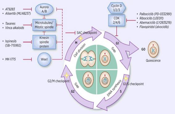 Cell Cycle Inhibitor
