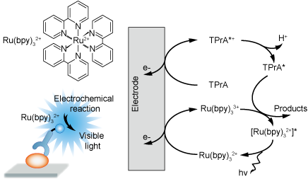 Mechanism of Ru(bpy)3 electrochemiluminescence system