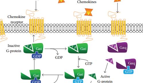 Chemokines Signaling Pathway