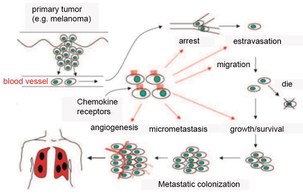 Chemokine receptors in the metastic process