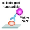 Colloidal Gold Immunochromatorgraphic Assay