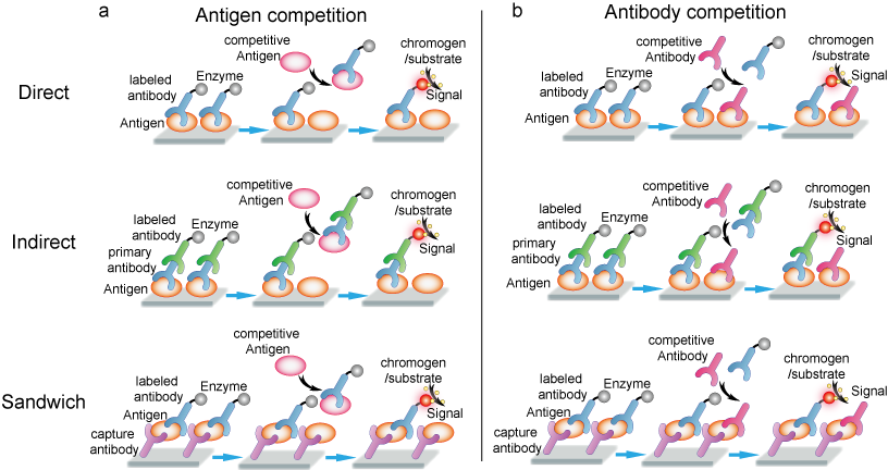 The flowchart of antigen competition ELISA