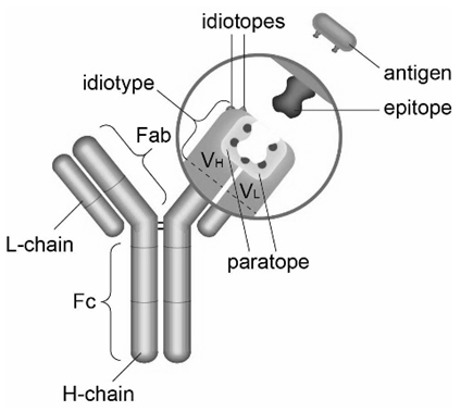 Custom Anti-idiotype Antibody Services