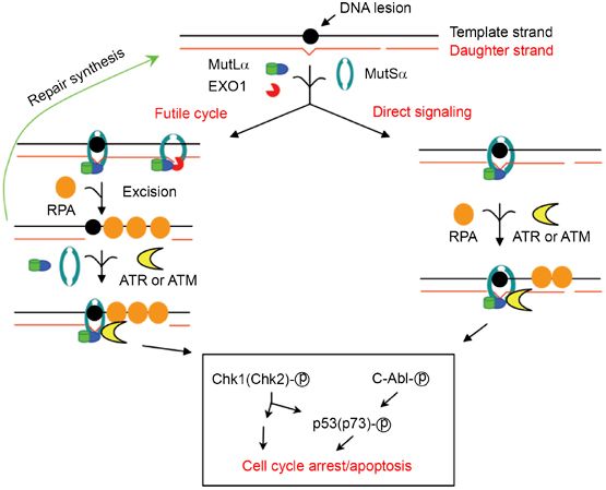 Models for MMR-dependent DNA damage signaling.