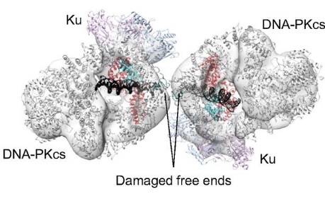 DNA-PK Signaling Pathway