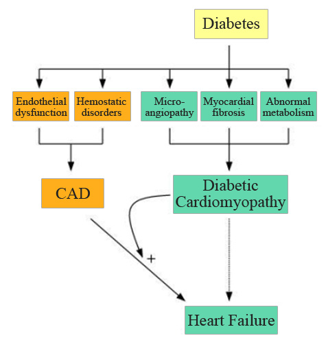 The mechanisms of diabetes