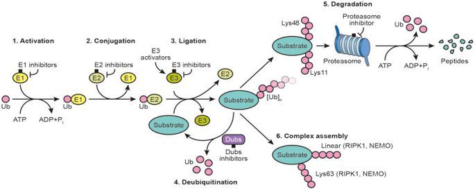 E2 Ubiquitin/Ubl Conjugating Enzymes