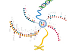 Epigenetics Antibodies