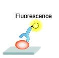 Fluorenscence Immunoassay