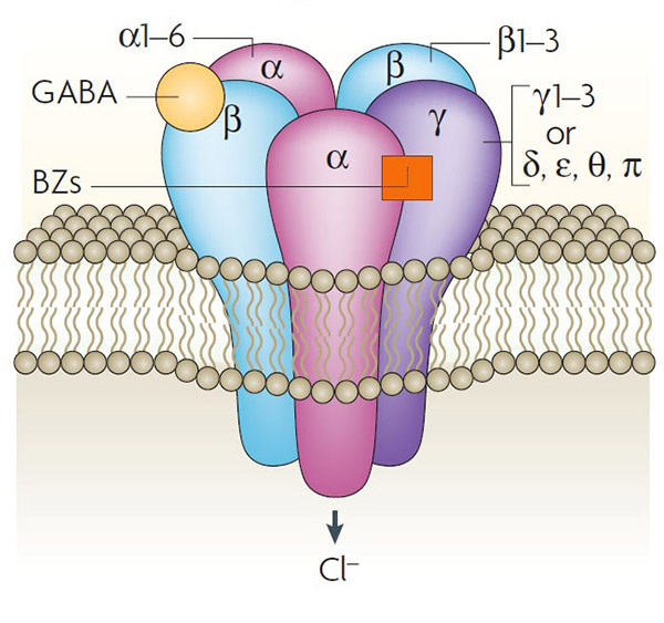 Schematic illustration of the GABAA receptor