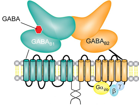 Structure of GABAB receptors subunit composition