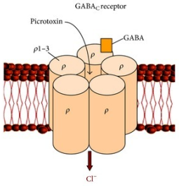 A schematic representation of GABAC receptors subunit composition