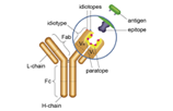 Anti-idiotypic Antibodies